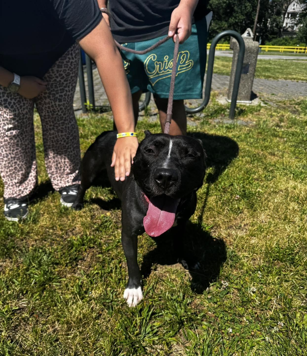 Blaze, Adoptable, Adult Male Pit Bull Terrier.