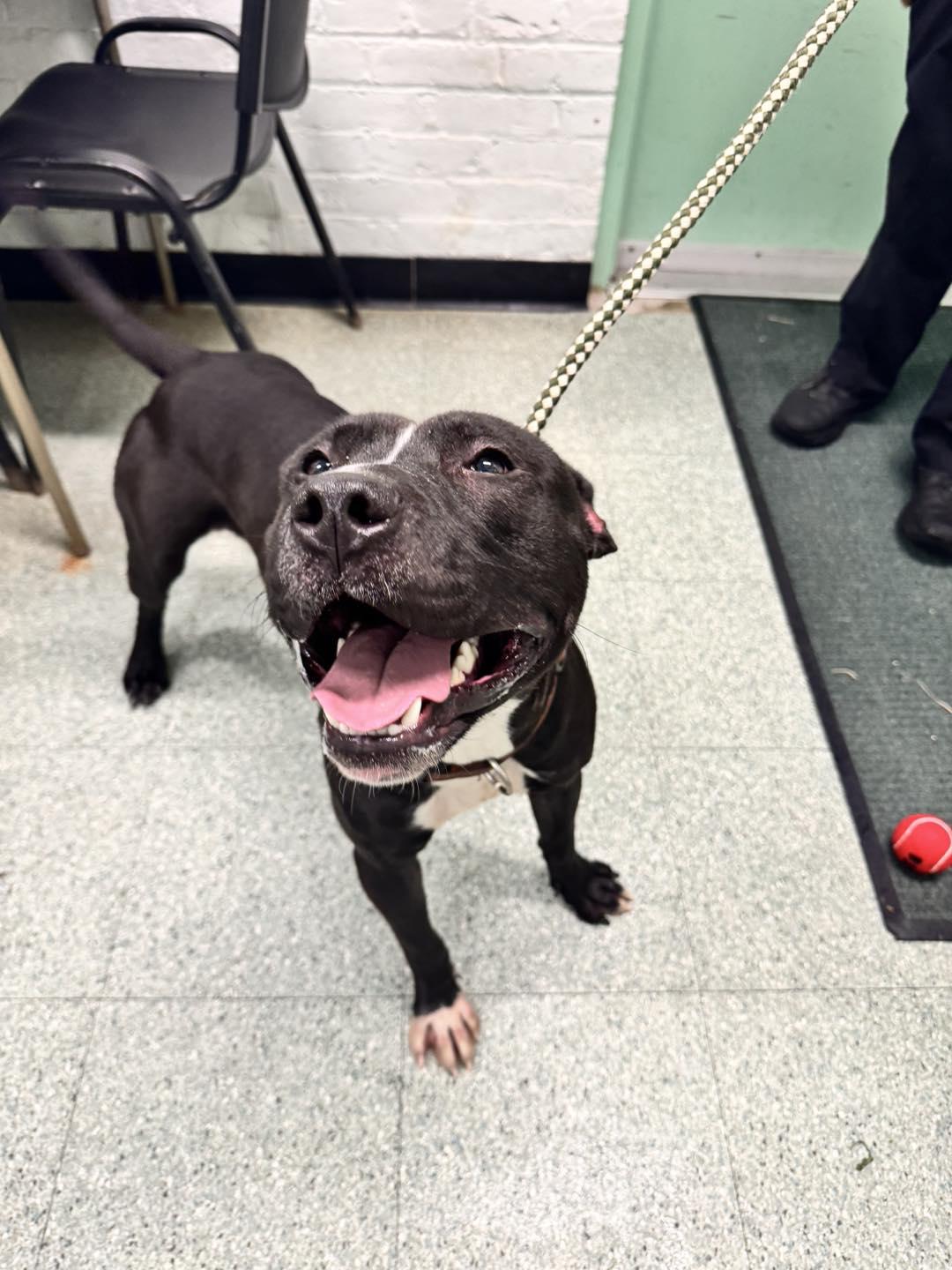 Enlarge Blaze, a Adoptable mixed breed in Passaic, NJ image 1/3