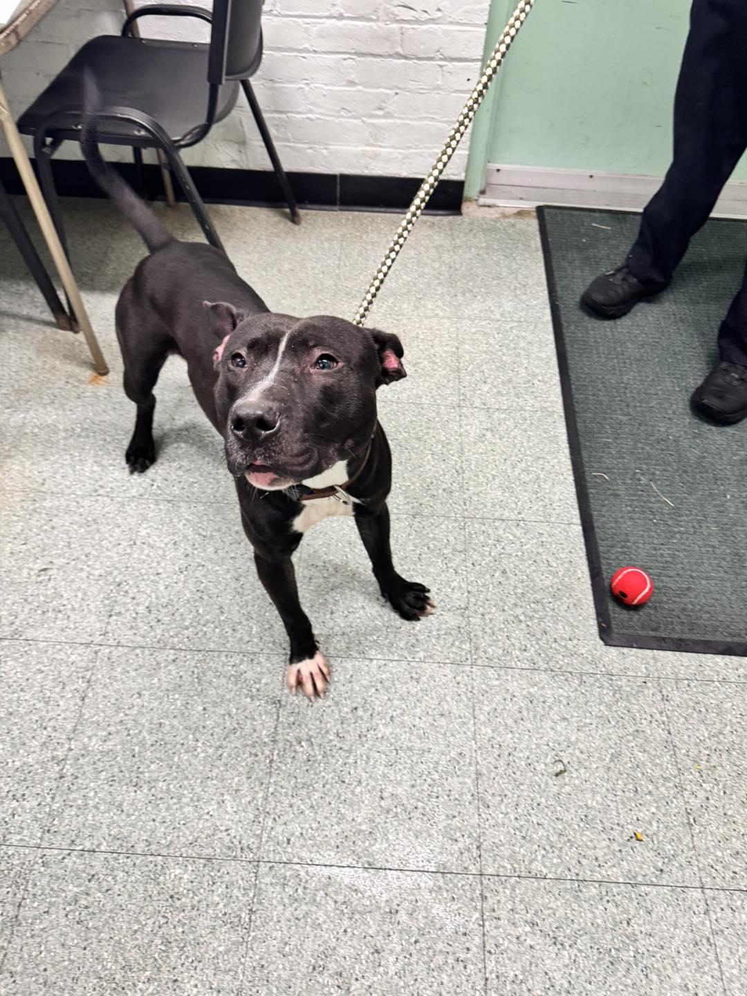 Enlarge Blaze, a Adoptable mixed breed in Passaic, NJ image 3/3