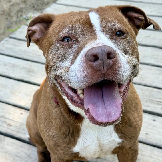 Theodore, a Adoptable mixed breed in Dayton, OH image 1/5