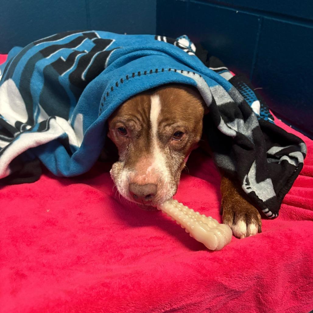 Theodore, a Adoptable mixed breed in Dayton, OH image 2/5