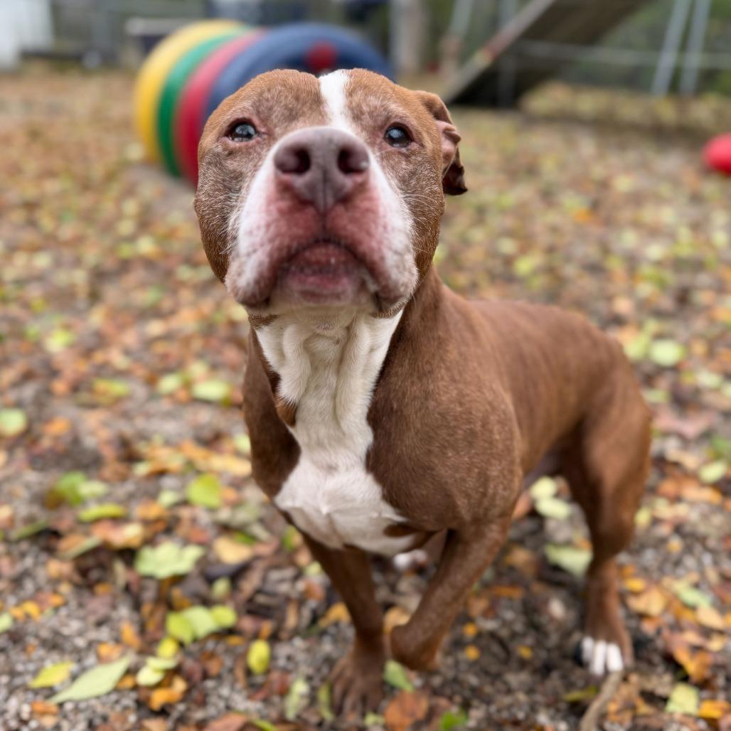 Theodore, a Adoptable mixed breed in Dayton, OH image 4/5