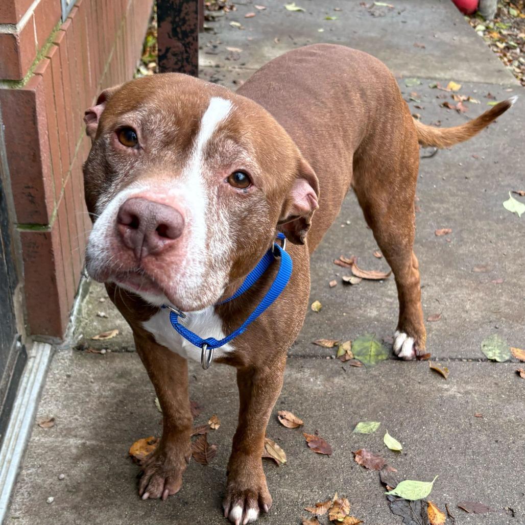 Theodore, a Adoptable mixed breed in Dayton, OH image 5/5