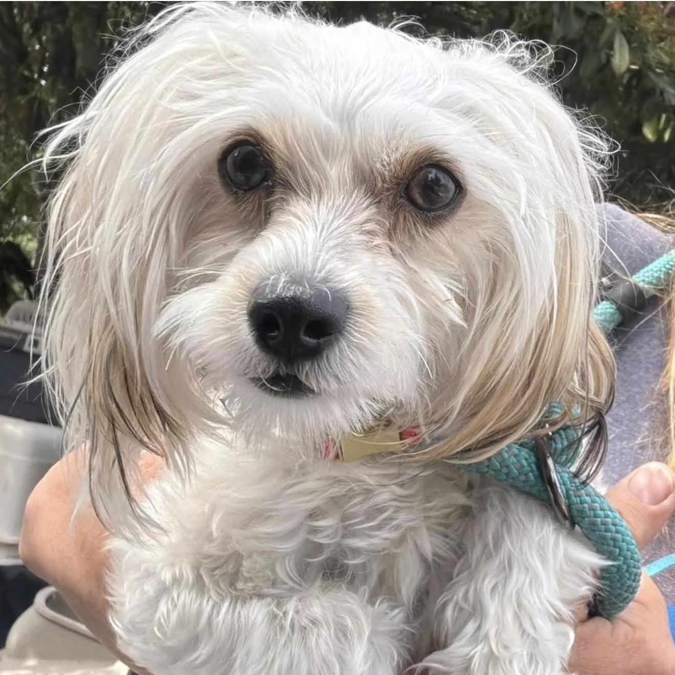 Enlarge Hattie, a ADOPTABLE mixed breed in Santa Rosa, CA image 1/1