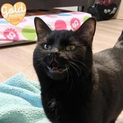 Cheesy Nacho, Adoptable, Adult Female Domestic Short Hair & Domestic Short Hair.