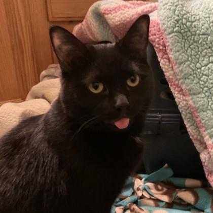 Cheesy Nacho, a Adoptable mixed breed in Ann Arbor, MI image 2/3