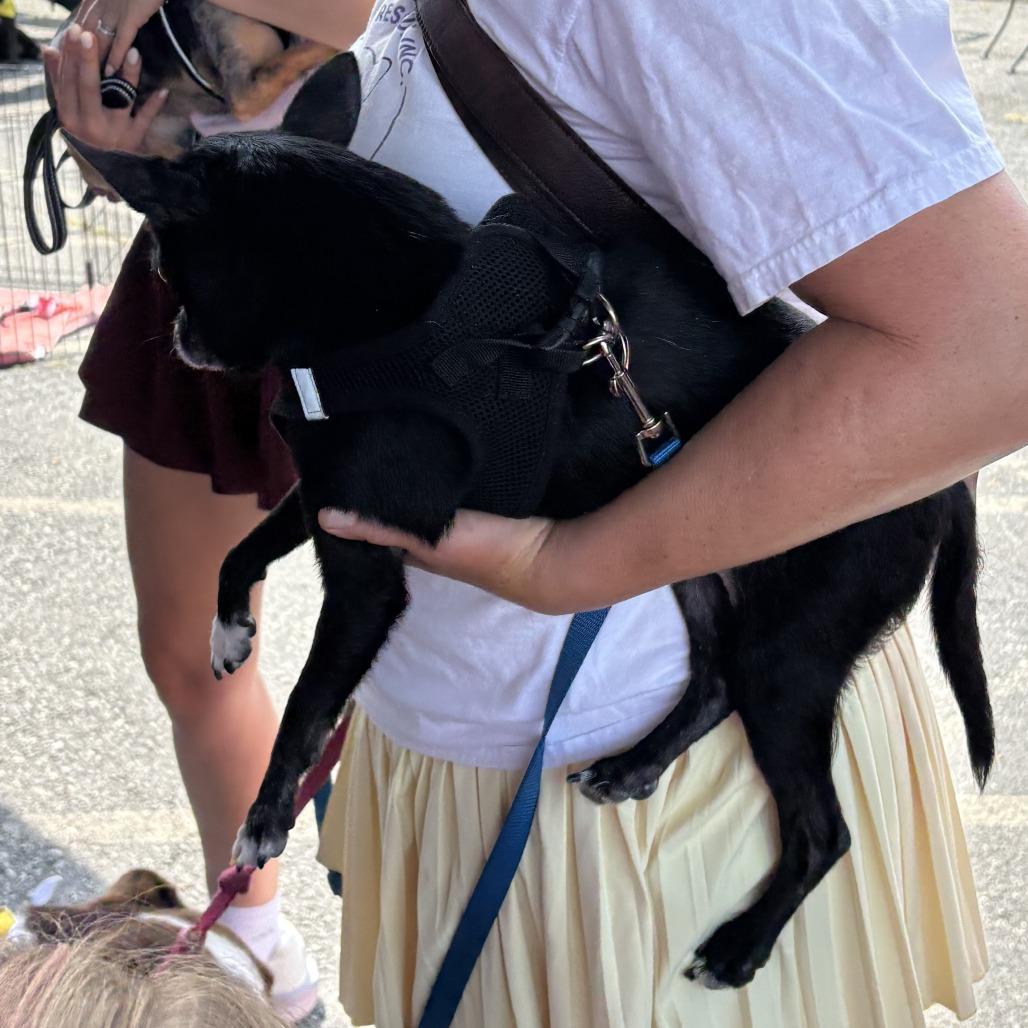 Cocoa, Adoptable, Senior Male Chihuahua.