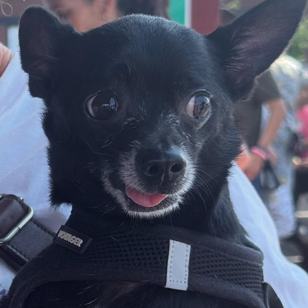 Enlarge Cocoa, a Adoptable Chihuahua in Rockville, MD image 2/2