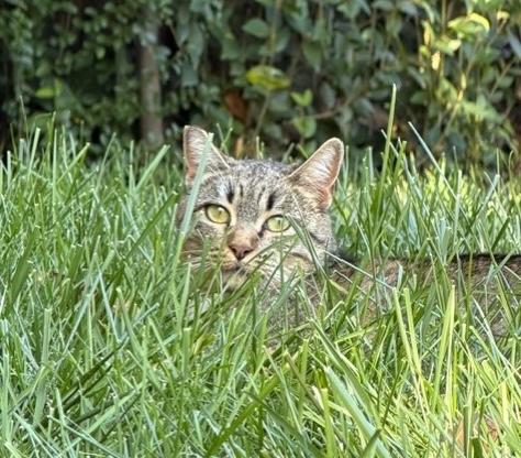 (CP) Lily, Adoptable, Young Female Abyssinian & Tabby.