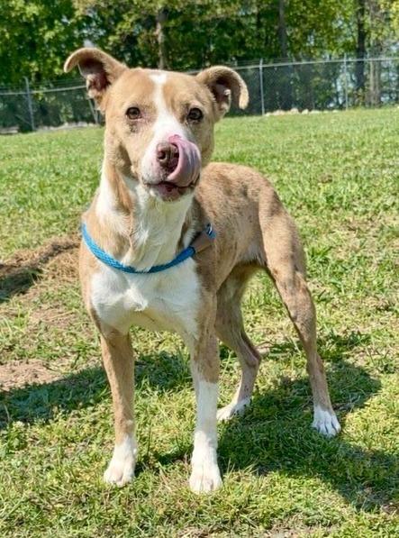 Dipsy-Available, a Adoptable mixed breed in Chickamauga , GA image 1/2