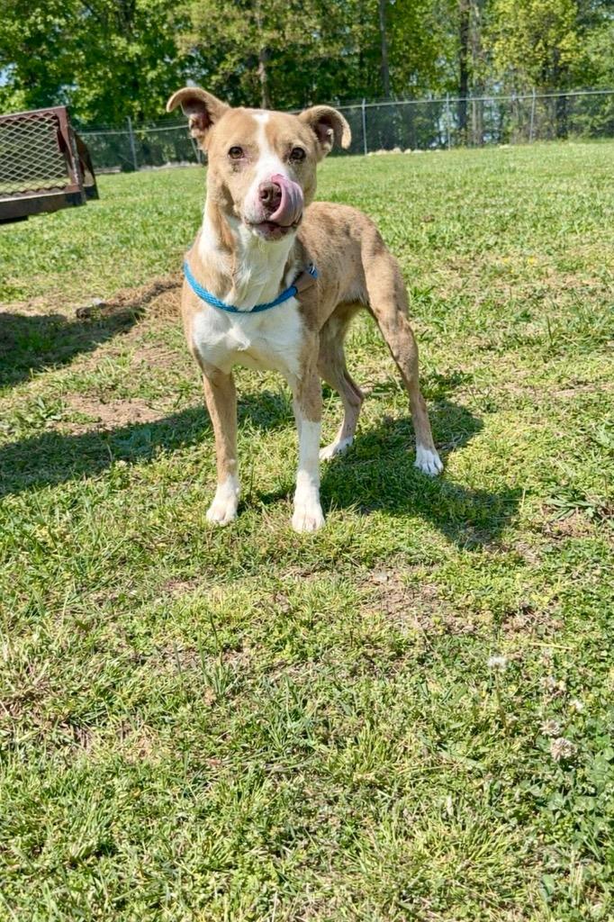 Enlarge Dipsy-Adoptable, a Adoptable mixed breed in Chickamauga , GA image 1/2