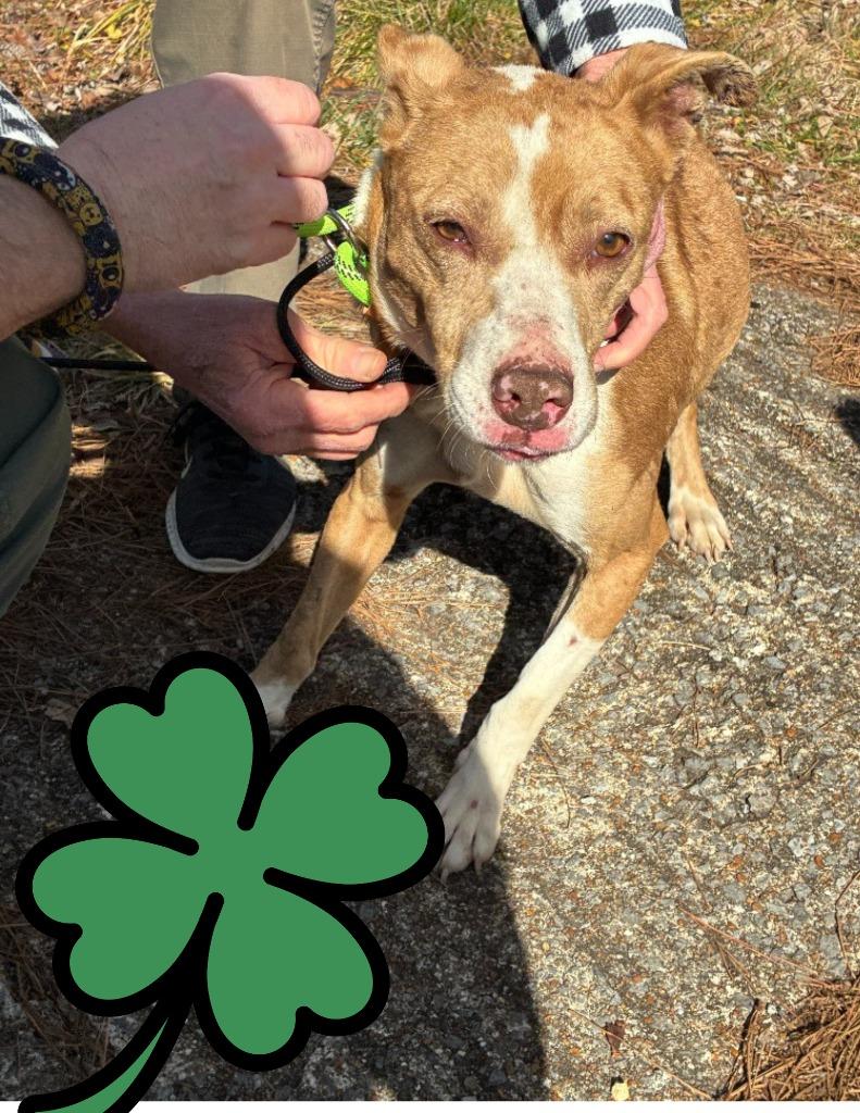 Dipsy-Adoptable Awaiting S/N, Adoptable, Young Female Catahoula Leopard Dog & Mixed Breed.