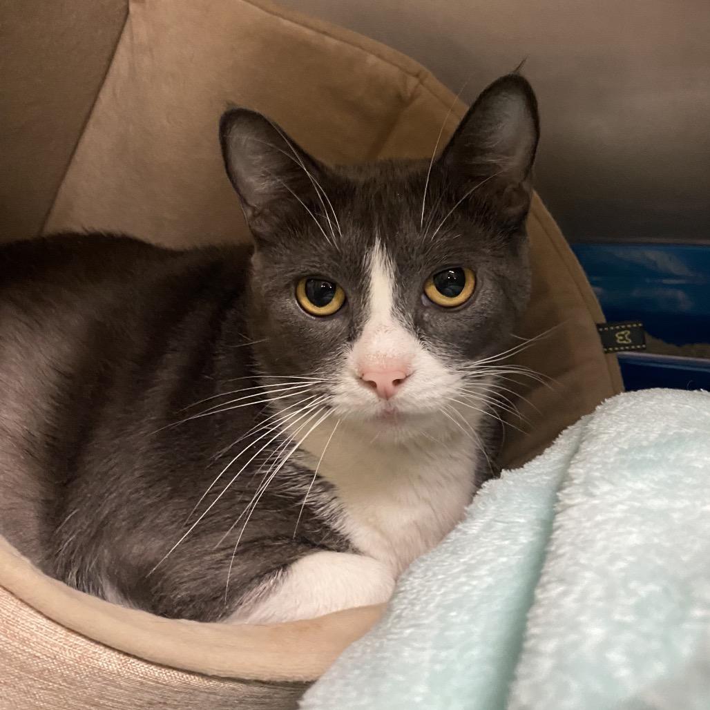 Enlarge Uno, a Adoptable mixed breed in Titusville, FL image 1/4