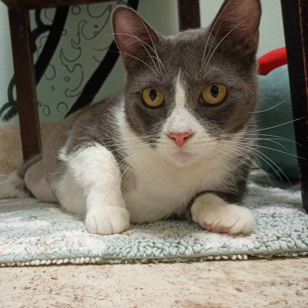 Enlarge Uno, a Adoptable mixed breed in Titusville, FL image 2/4