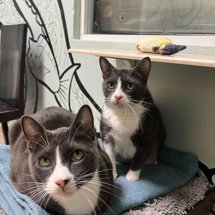 Enlarge Uno, a Adoptable mixed breed in Titusville, FL image 3/4