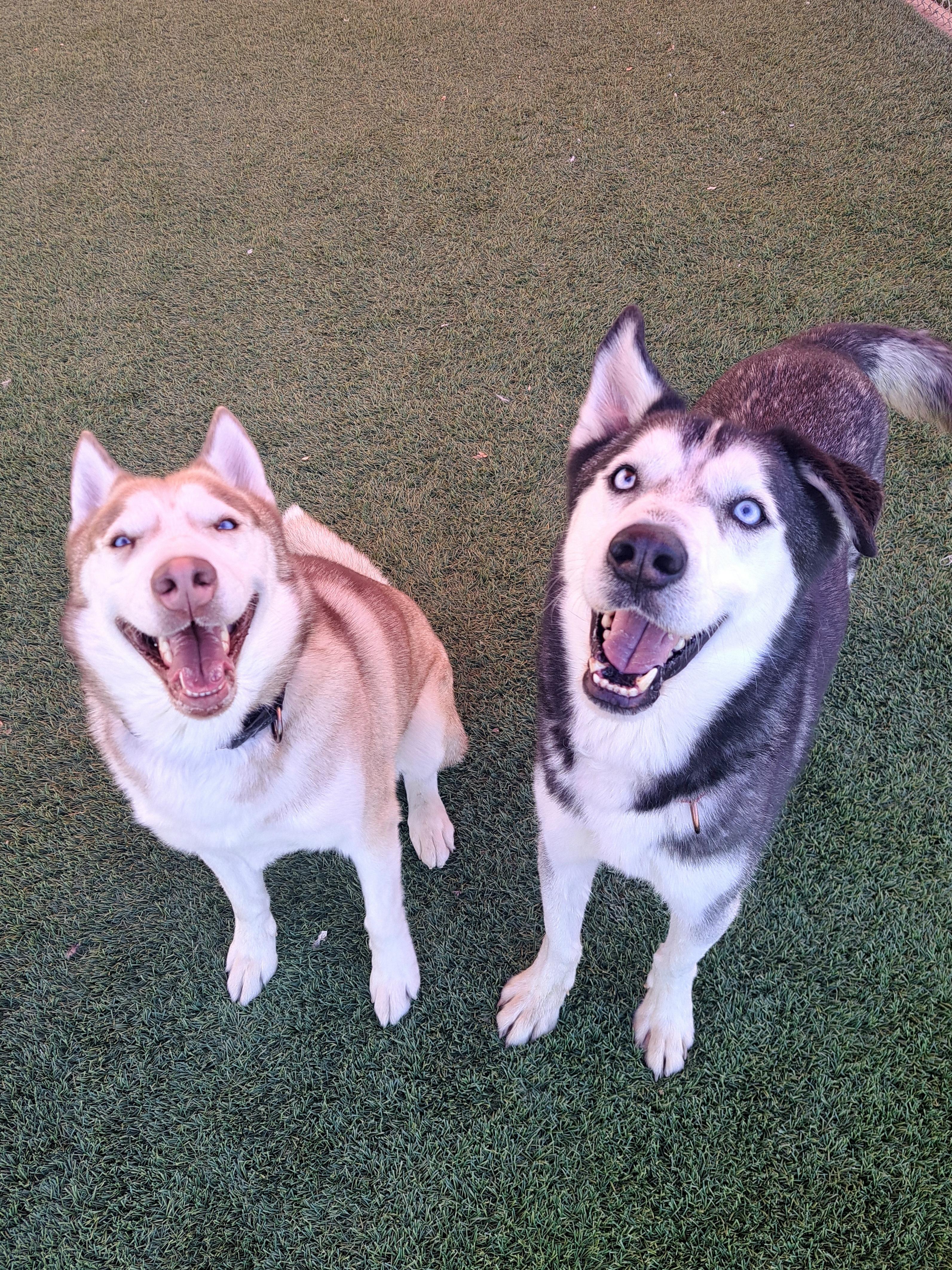 Sarge & Apollo, Adoptable, Adult Male Siberian Husky.