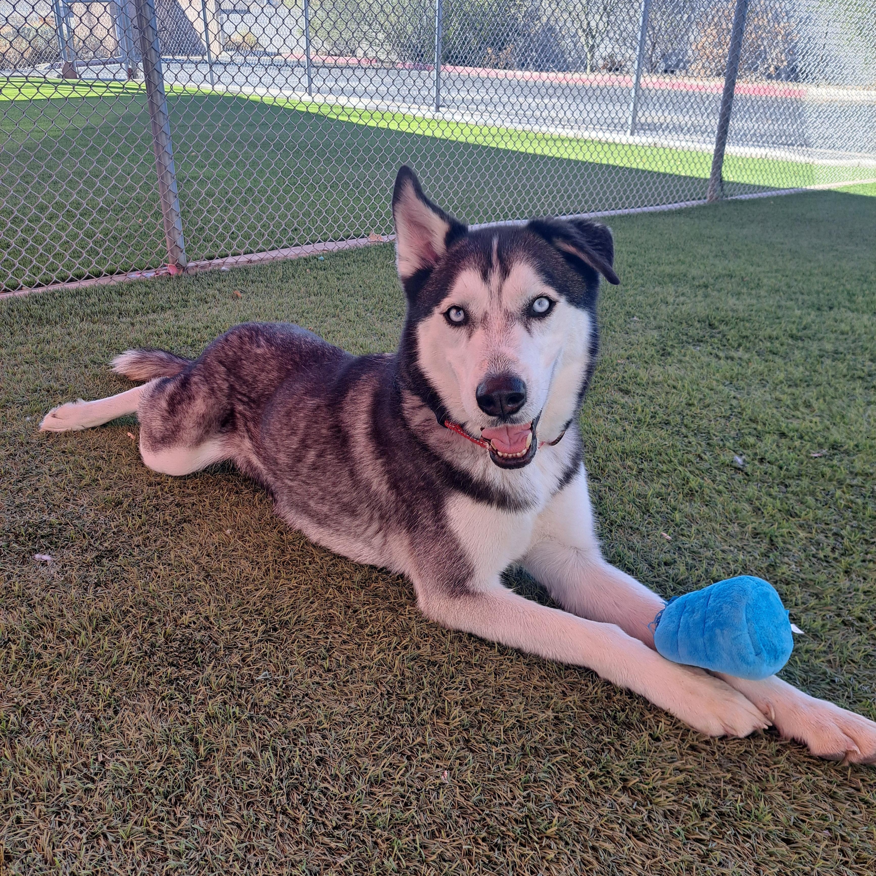 Enlarge Sarge & Apollo, a Adoptable Siberian Husky in Glendale, AZ image 2/4