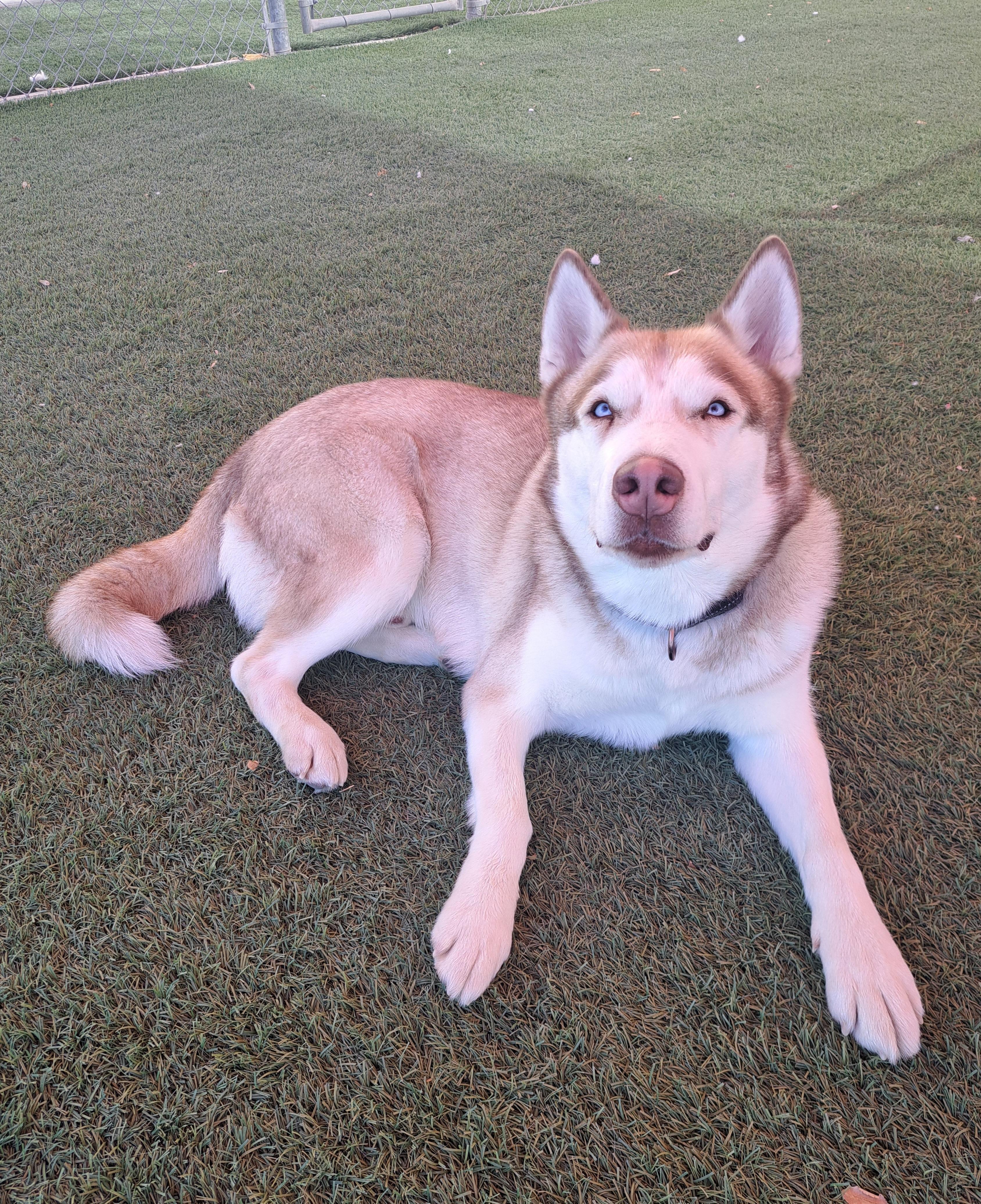 Enlarge Sarge & Apollo, a Adoptable Siberian Husky in Glendale, AZ image 3/4