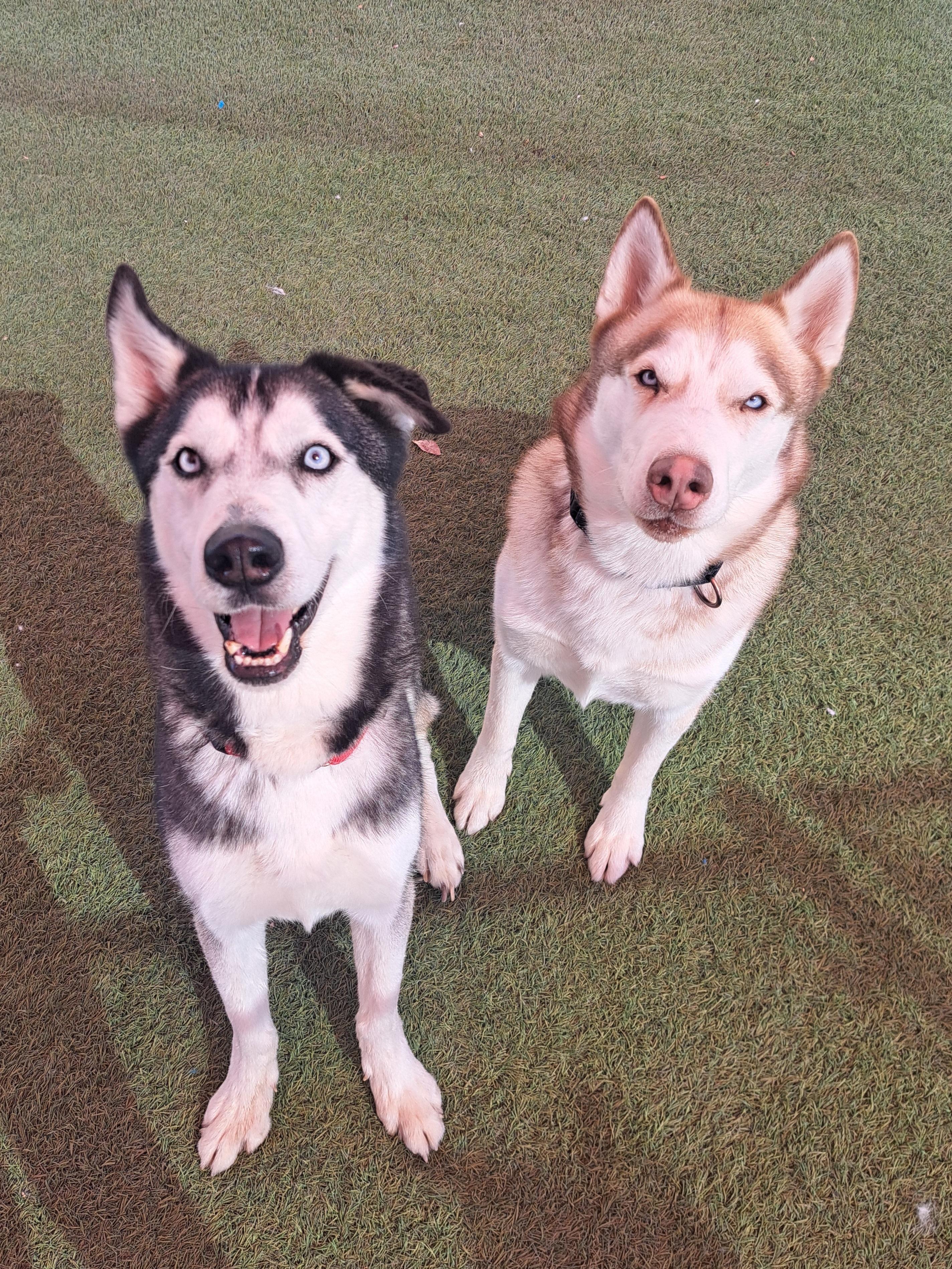 Enlarge Sarge & Apollo, a Adoptable Siberian Husky in Glendale, AZ image 4/4