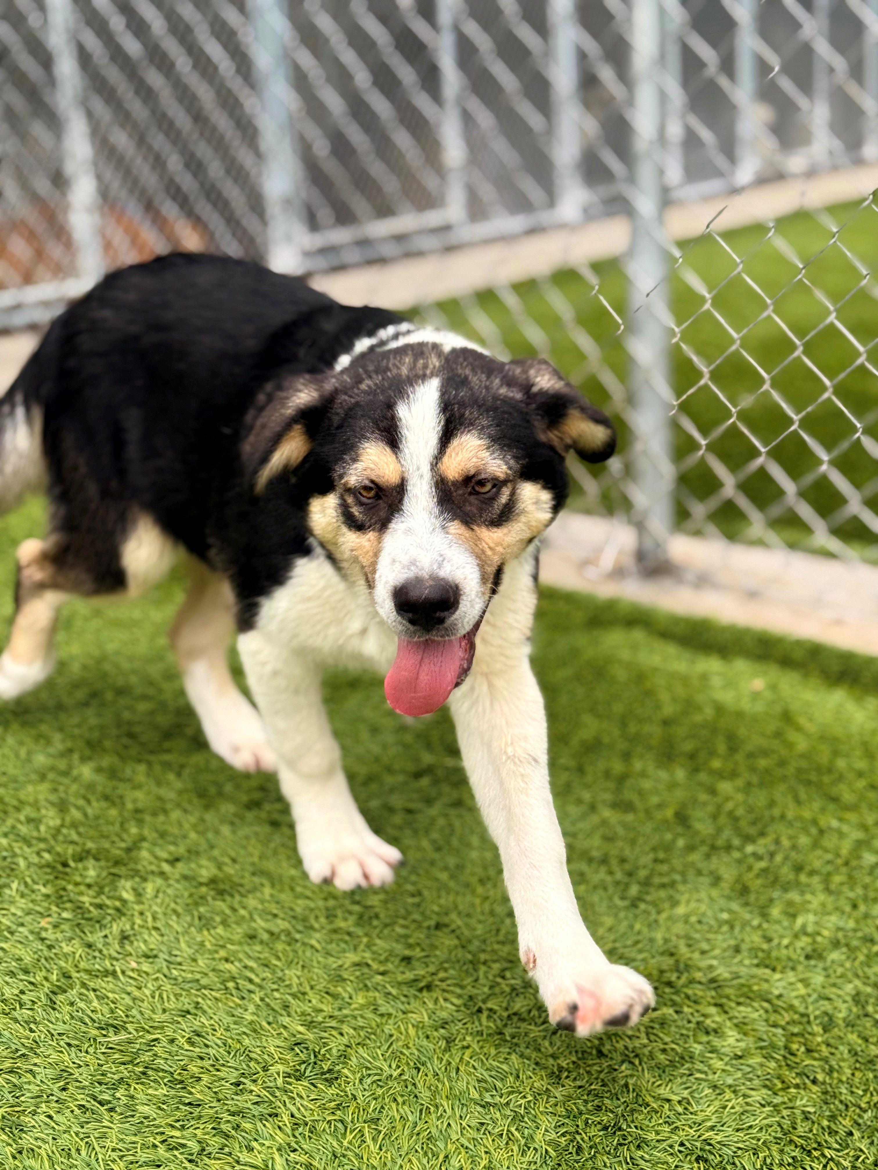 Gator 26C-70F, ADOPTABLE, Puppy Male Great Pyrenees & Australian Shepherd.