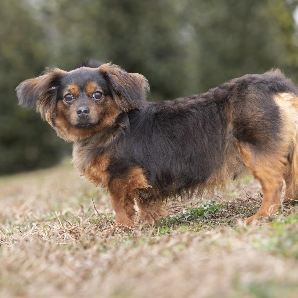 Toby — thumbnail 2