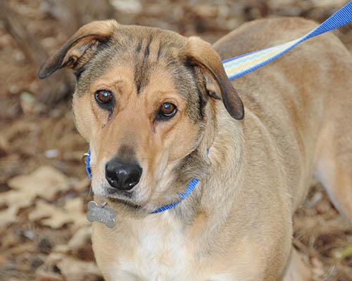 Cookie, Adoptable, Adult Female Shepherd.