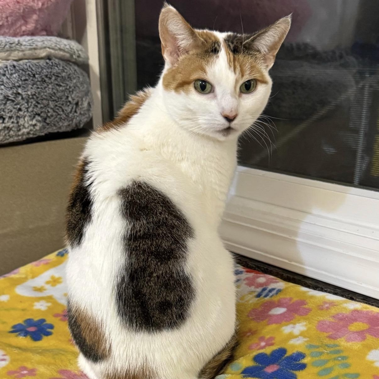 Enlarge LADY SANSA - ADOPTED, a Adoptable Domestic Short Hair in Hamilton, NJ image 5/5