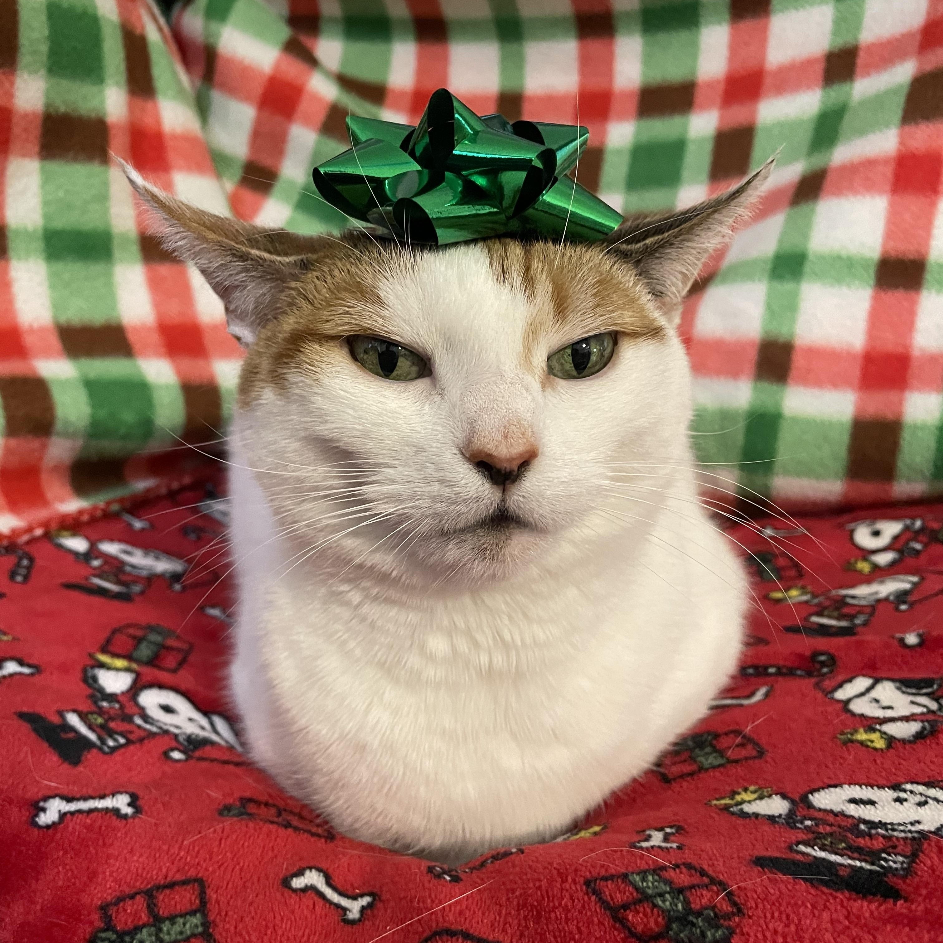 LADY SANSA, Adoptable, Adult Female Domestic Short Hair.