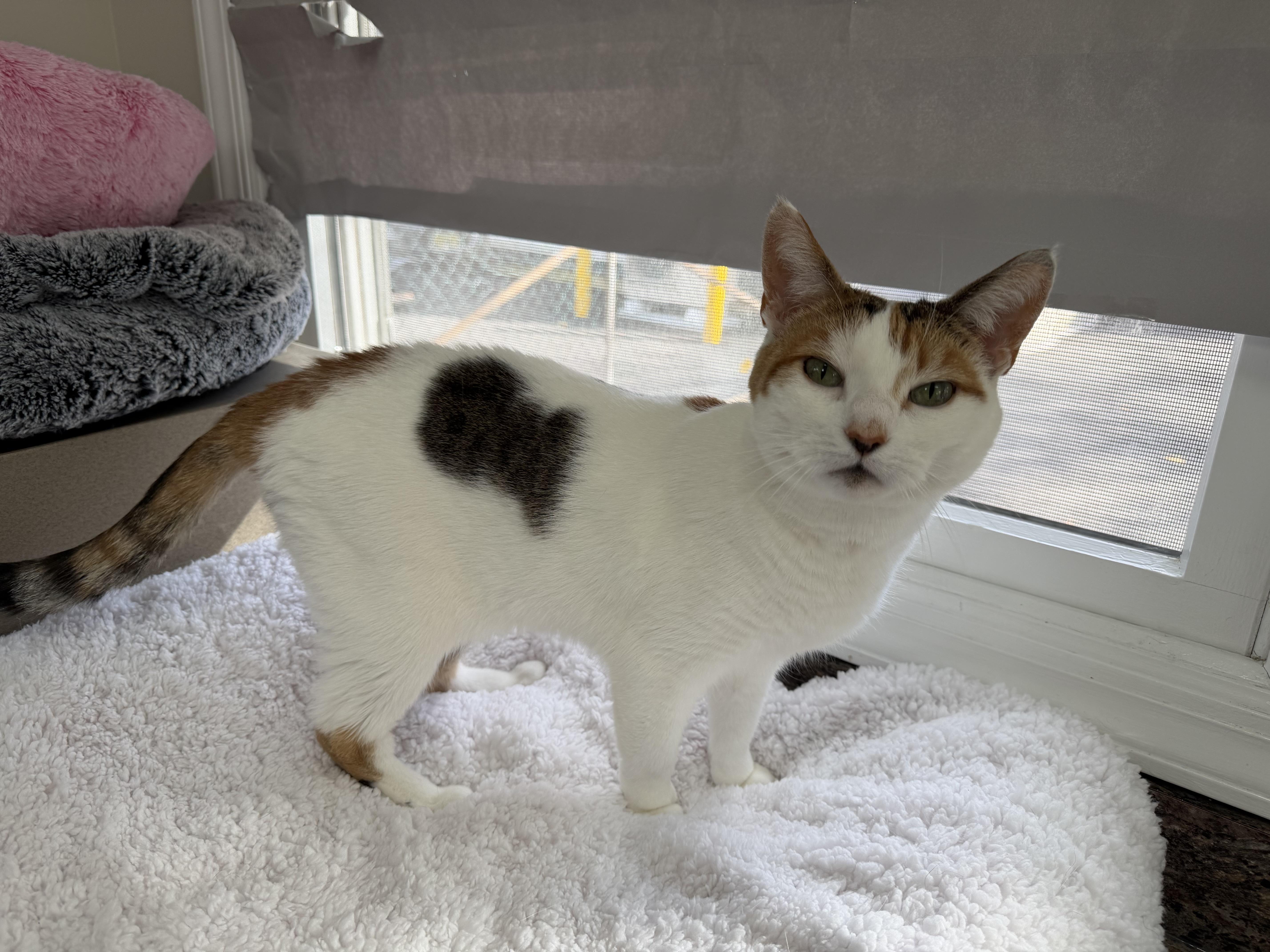 LADY SANSA, a Adoptable Domestic Short Hair in Hamilton, NJ image 2/3