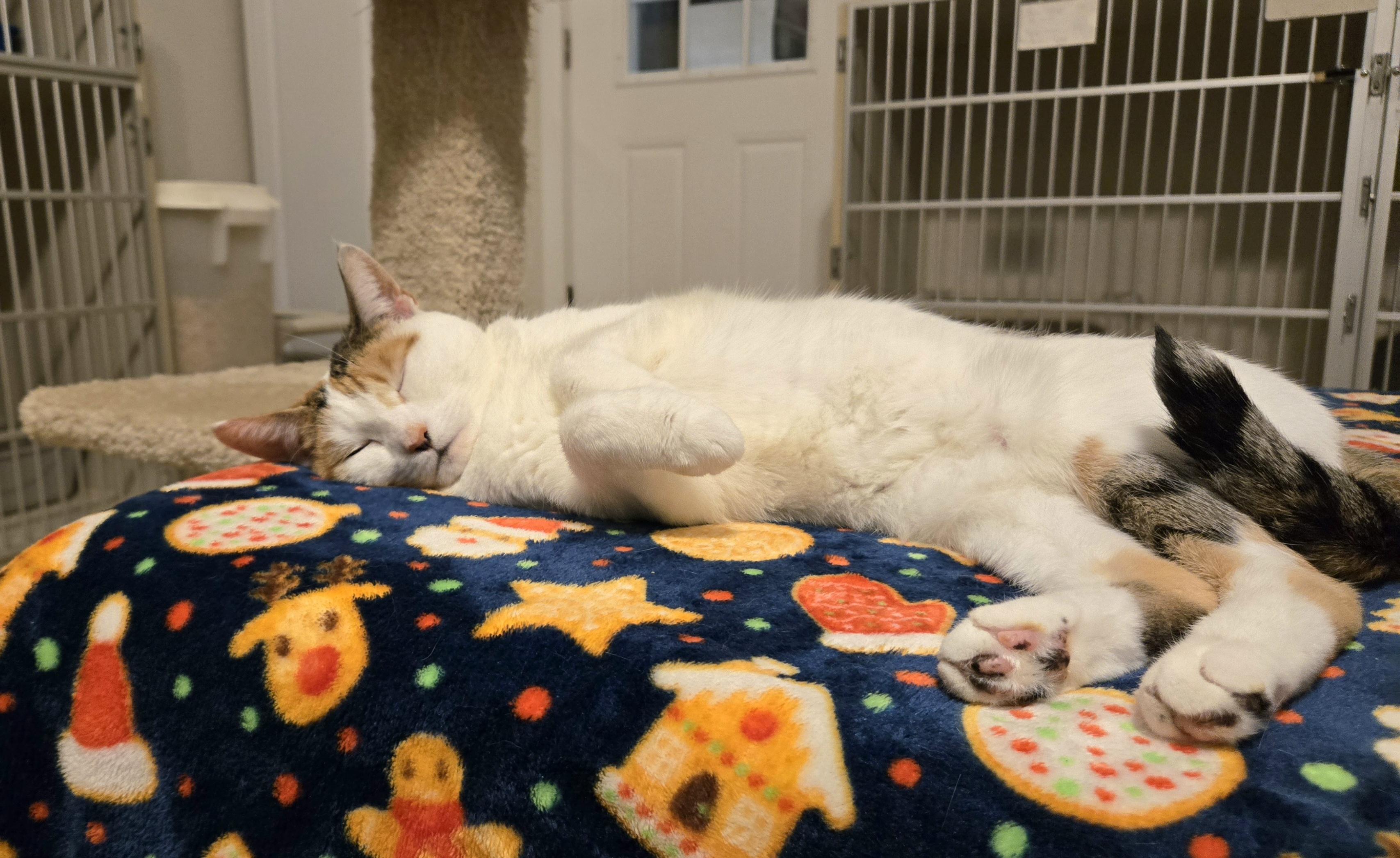 Enlarge LADY SANSA, a Adoptable Domestic Short Hair in Hamilton, NJ image 3/4