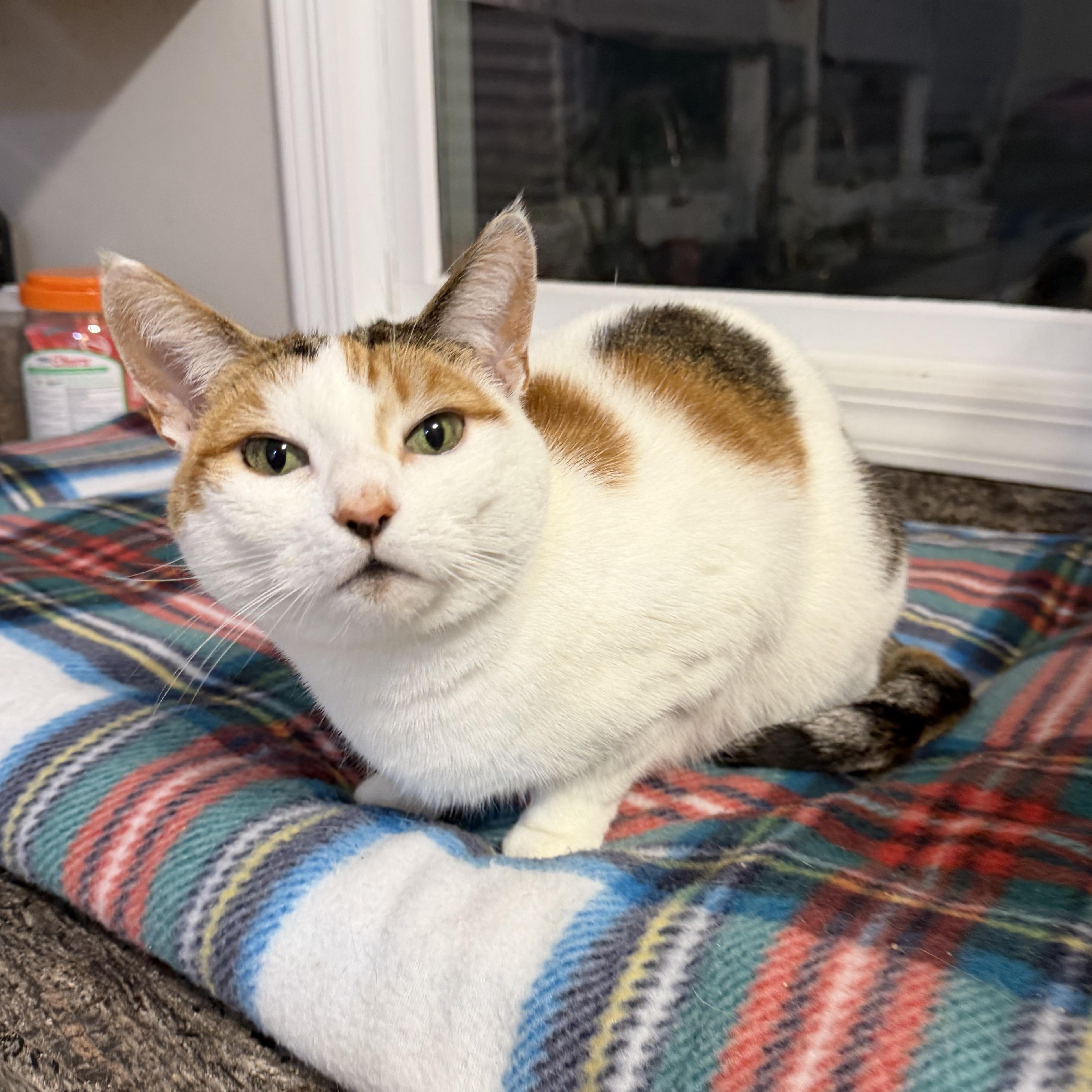 LADY SANSA, a Adoptable Domestic Short Hair in Hamilton, NJ image 3/3