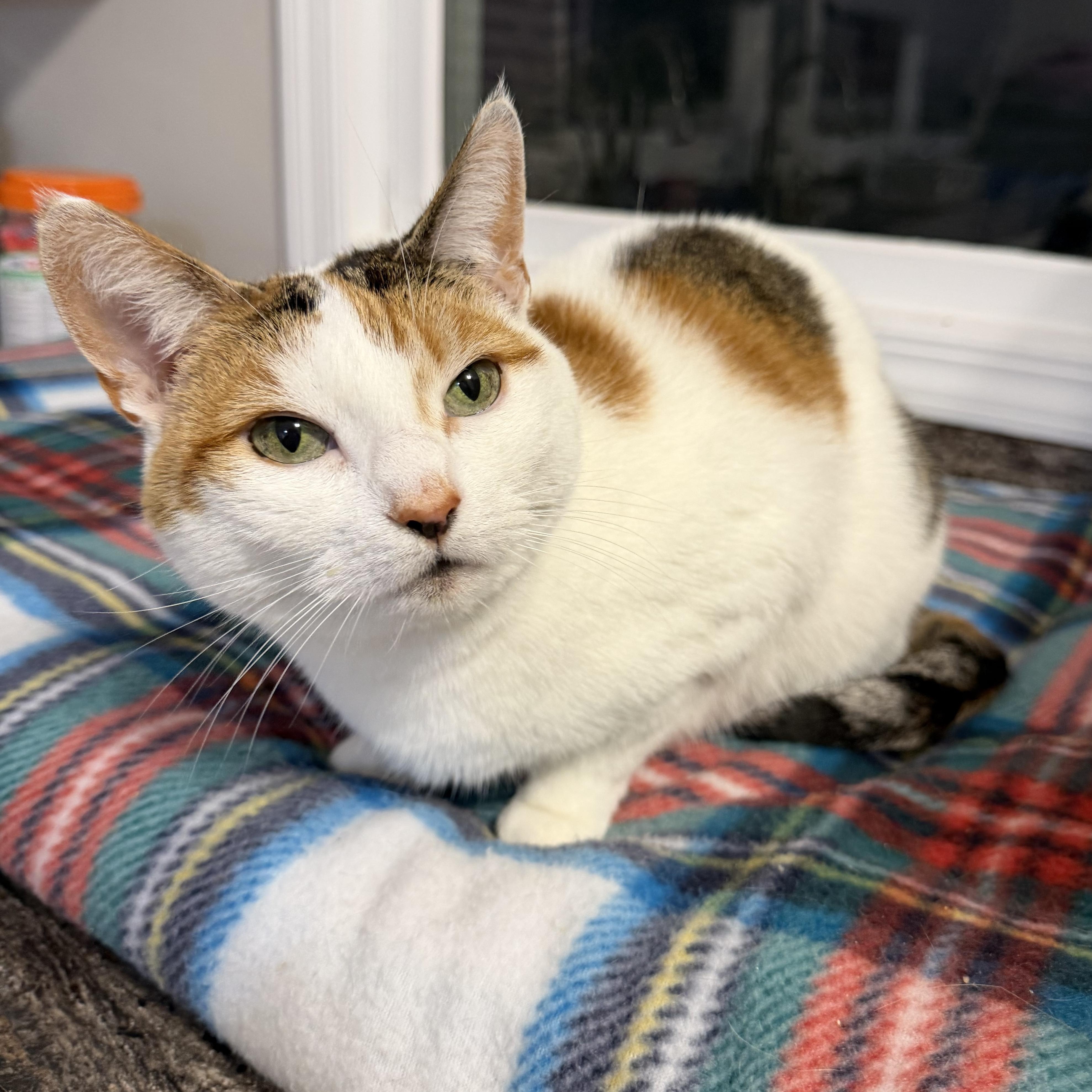 LADY SANSA, Adoptable, Adult Female Domestic Short Hair.