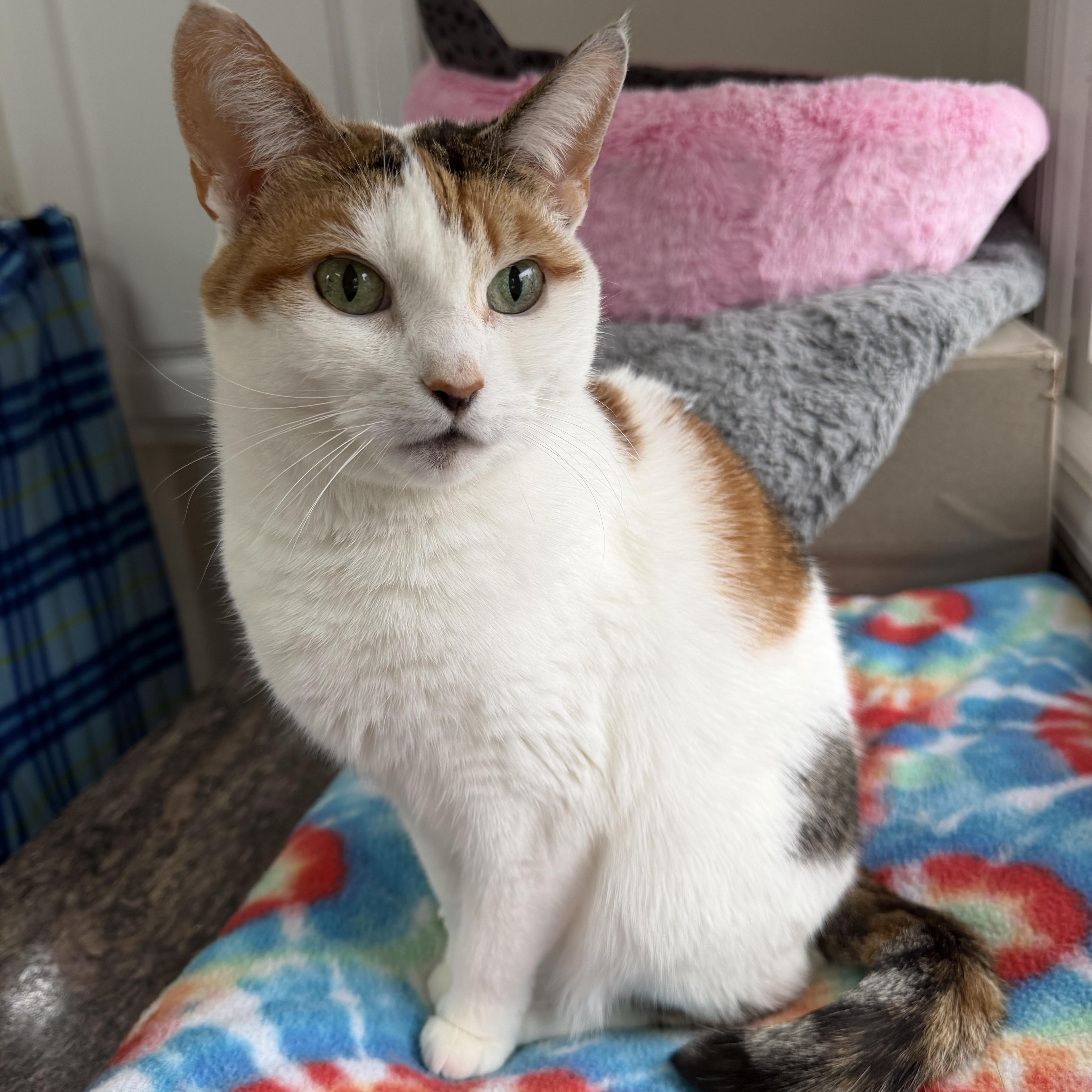 LADY SANSA - ADOPTED, Adoptable, Adult Female Domestic Short Hair.