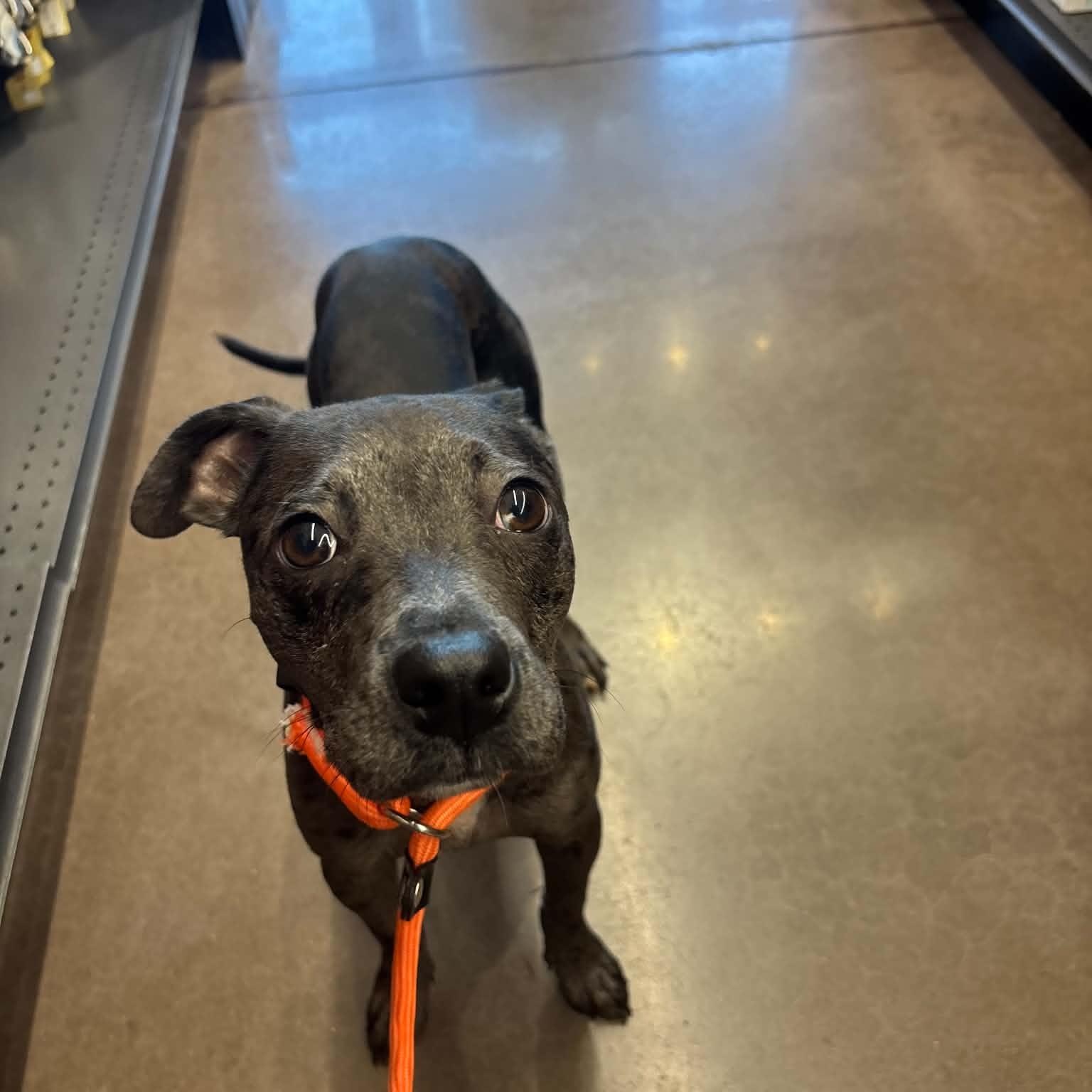 Kitty, ADOPTABLE, Puppy Female Catahoula Leopard Dog & Terrier.