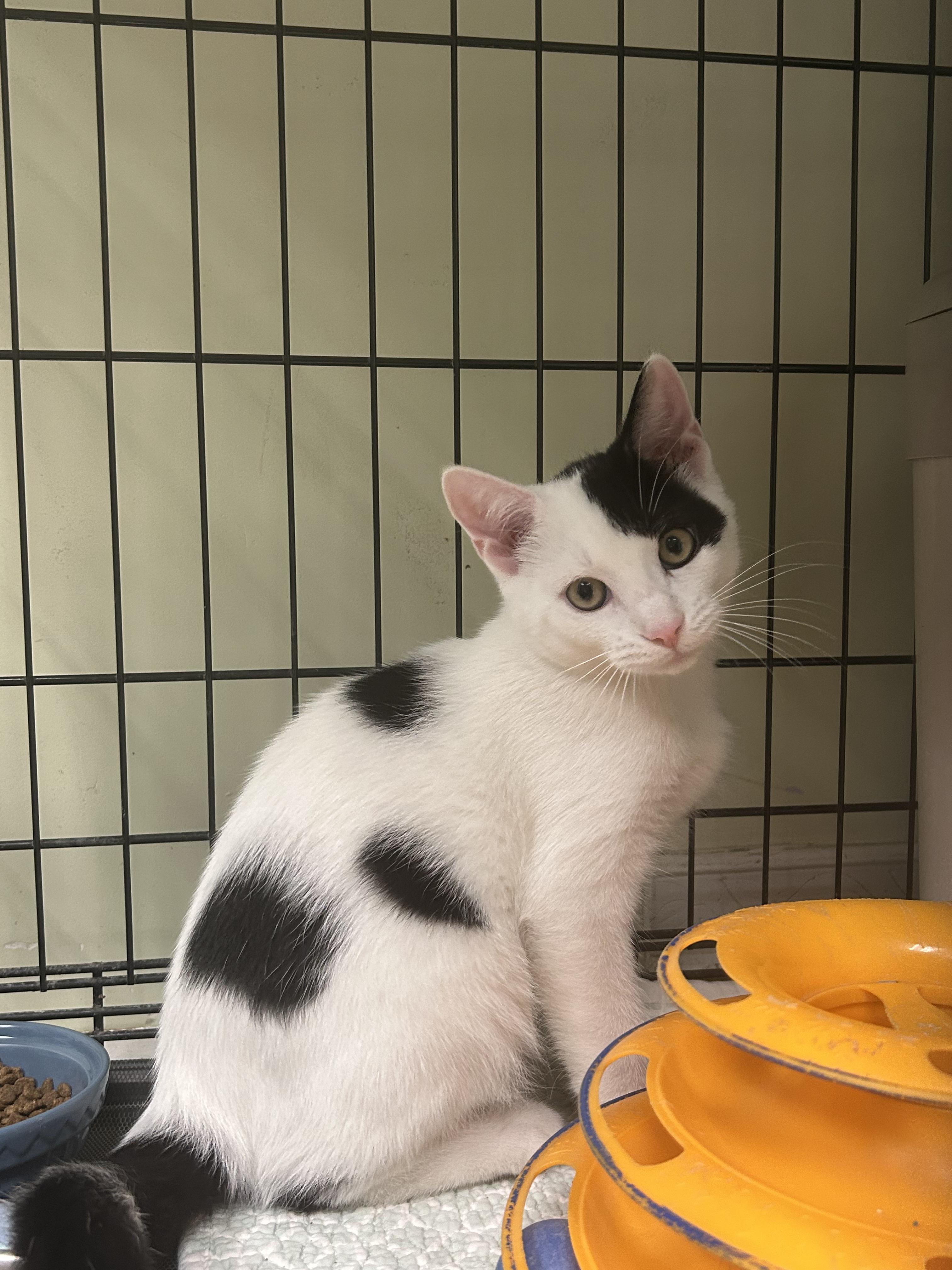 Peter, ADOPTABLE, Kitten Male Domestic Short Hair.