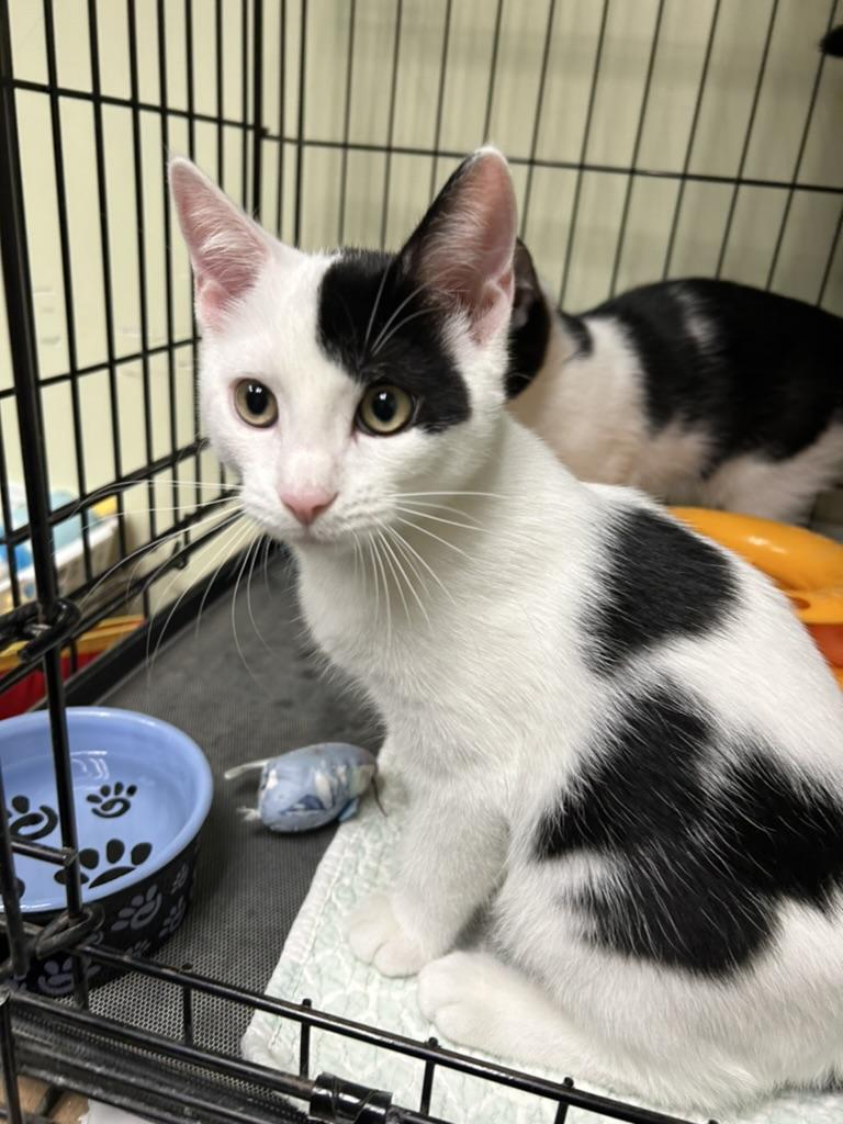 Enlarge Peter, a ADOPTABLE Domestic Short Hair in Cape May, NJ image 2/2