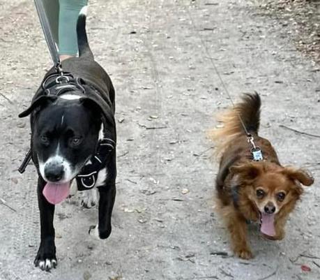 Enlarge SHADOW, a Adoptable mixed breed in Largo, FL image 5/6