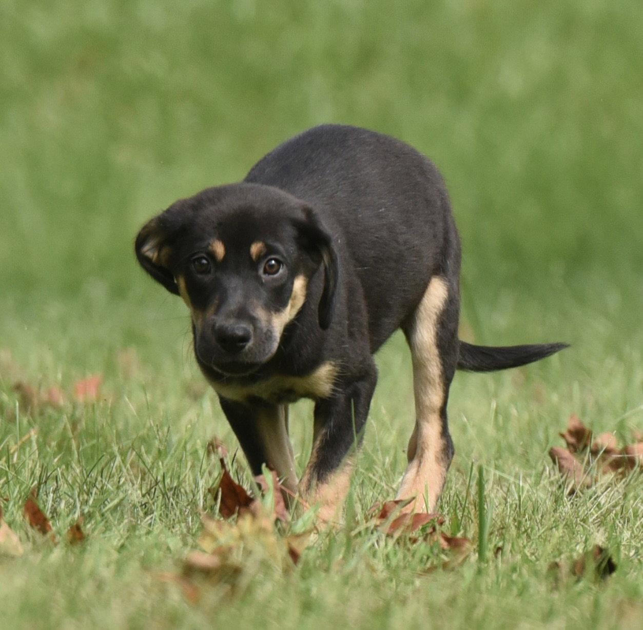 Tuba, Adoptable, Puppy Male Australian Shepherd & Shepherd.