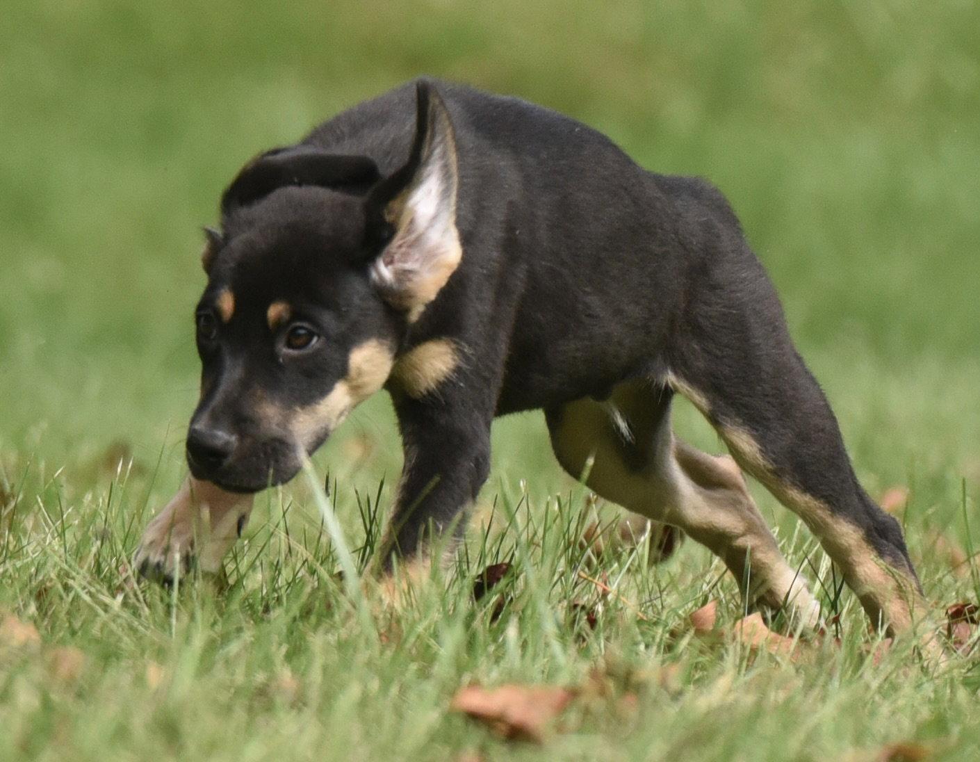 Enlarge Tuba, a Adoptable mixed breed in Mechanicsburg, PA image 2/3