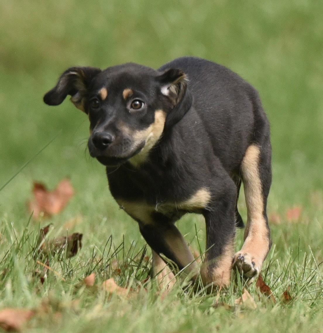 Enlarge Tuba, a Adoptable mixed breed in Mechanicsburg, PA image 3/3