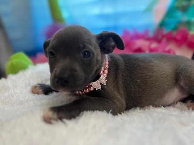 Kai, a Adoptable mixed breed in Milton, GA image 2/3