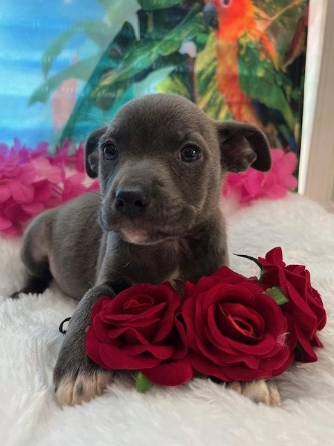 Kai, a Adoptable mixed breed in Milton, GA image 3/3