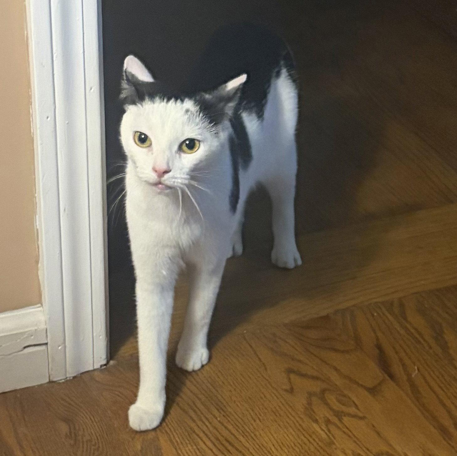 Opal, Adoptable, Adult Female Domestic Short Hair.