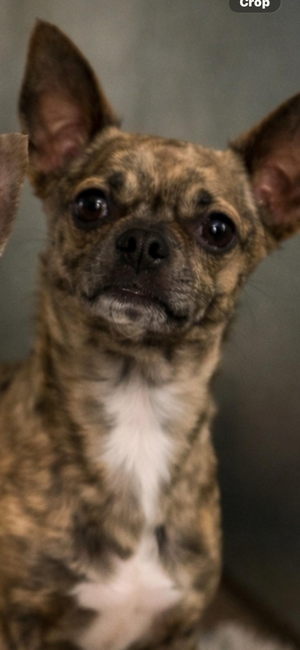 Enlarge Bean, a ADOPTABLE Chihuahua in Muldrow, OK image 1/1