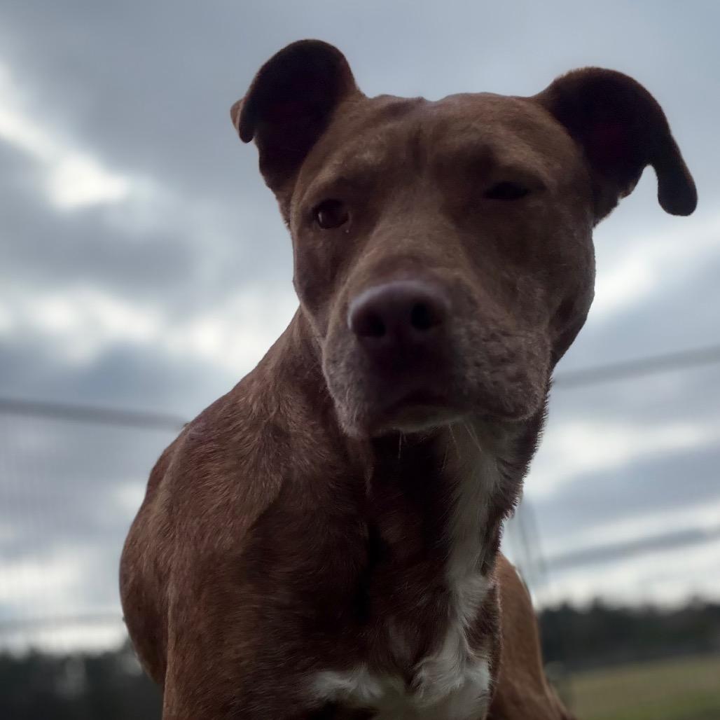 Gentry Noelle, Adoptable, Adult Female Pit Bull Terrier.