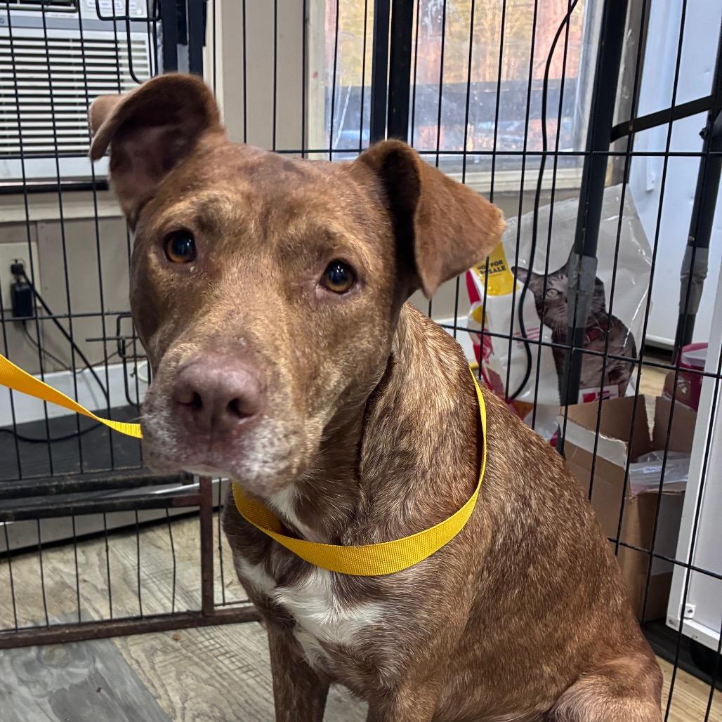 Gentry Noelle, Adoptable, Adult Female Pit Bull Terrier.