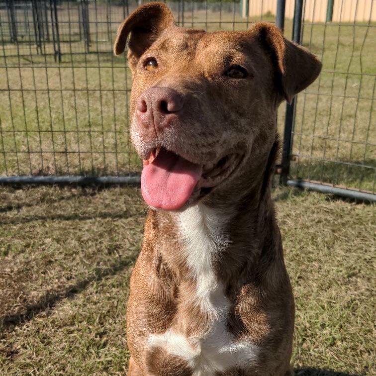 Enlarge Gentry Noelle, a Adoptable Pit Bull Terrier in Hattiesburg, MS image 2/2