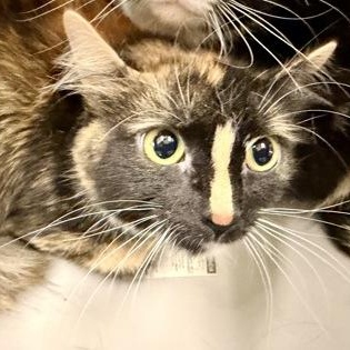 Cookie, ADOPTABLE, Adult Female Domestic Medium Hair.