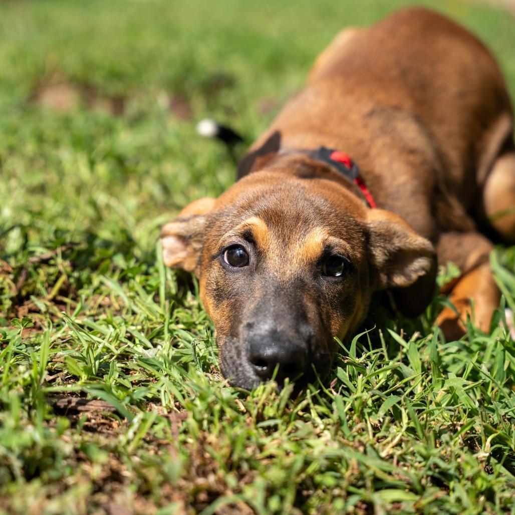 Enlarge Indigo, a Adoptable mixed breed in Gainesville, GA image 1/1