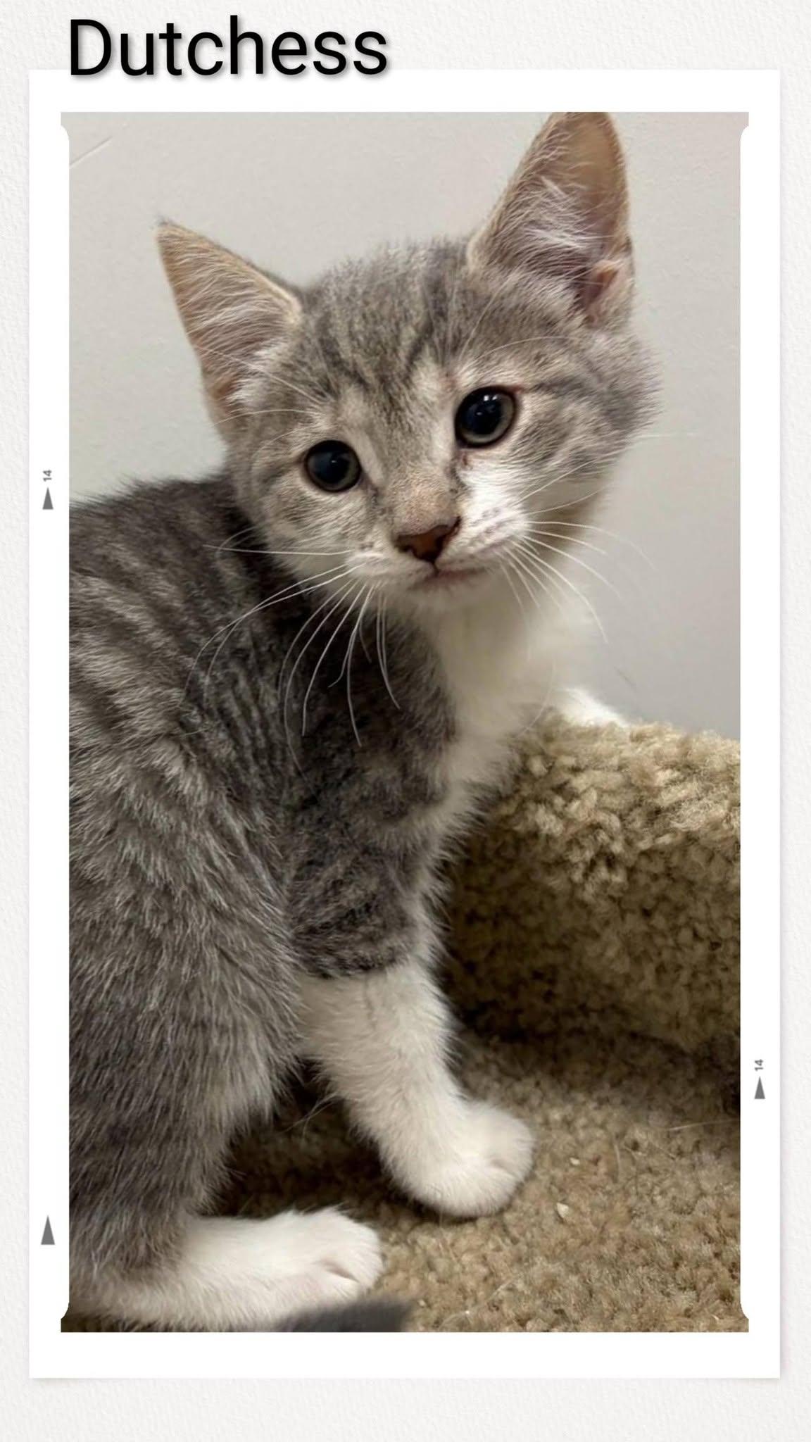 Dutchess, Adoptable, Senior Female Domestic Short Hair.